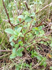 Angiospermae