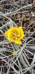 Calochortus weedii