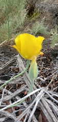 Calochortus weedii