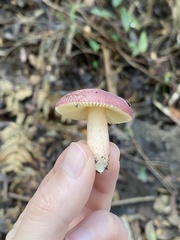 Russula purpureoflava