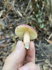 Russula purpureoflava