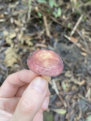 Russula purpureoflava