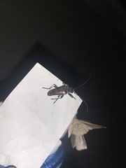 Anthophylax attenuatus