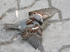 Passer domesticus