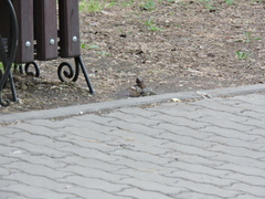 Passer domesticus