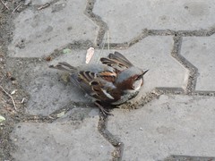 Passer domesticus