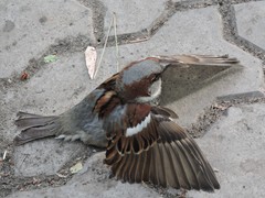 Passer domesticus