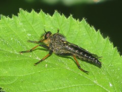 Pamponerus germanicus