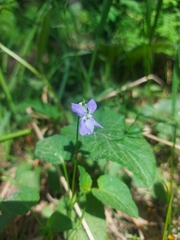 Viola nemoralis