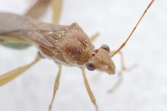 Hyalymenus subinermis