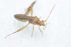 Hyalymenus subinermis