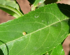 Iphiclides podalirius