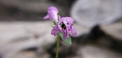 Physostegia purpurea