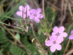 Erodium acaule