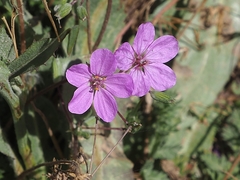 Erodium acaule