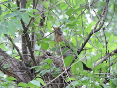 Turdus pilaris