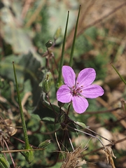 Erodium acaule