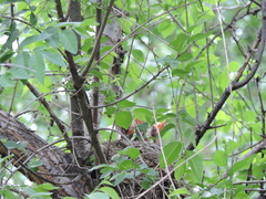 Turdus pilaris
