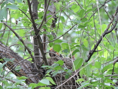 Turdus pilaris