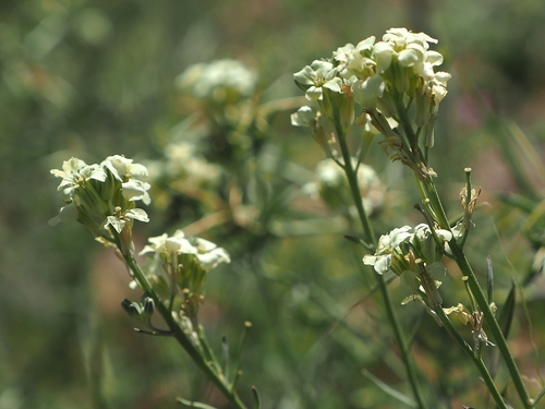 Erysimum crassipes