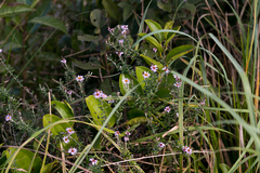 Athrixia phylicoides