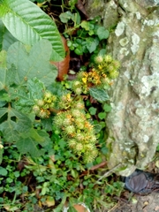 Magnoliopsida