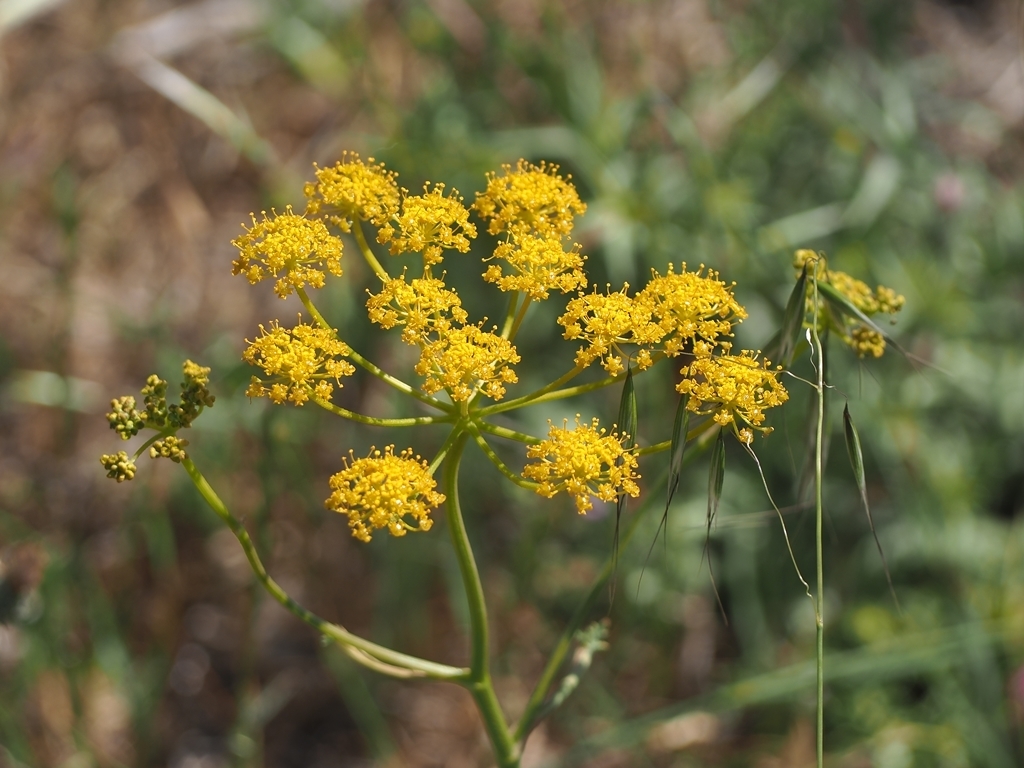 Arabian Hartwort