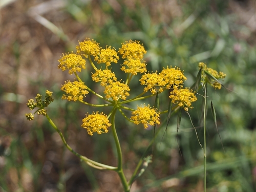 Arabian Hartwort (Leiotulus secacul)