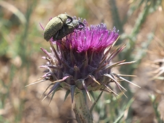 Larinus onopordi