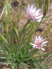 Pseudopodospermum phaeopappum