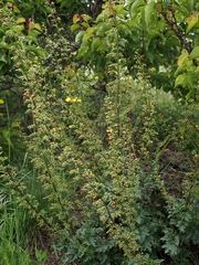 Scrophularia rubricaulis