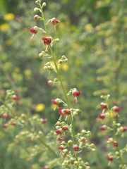 Scrophularia rubricaulis