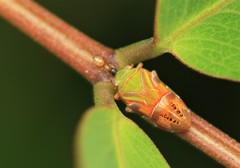 Auchenorrhyncha