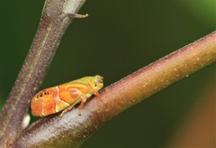 Auchenorrhyncha