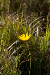 Berkheya speciosa