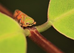 Auchenorrhyncha