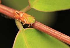 Auchenorrhyncha