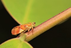Auchenorrhyncha