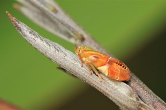 Auchenorrhyncha
