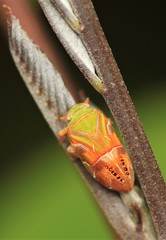 Auchenorrhyncha