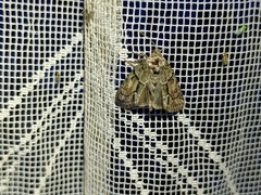 Cryphia fraudatricula