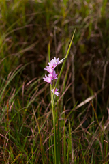 Dierama igneum