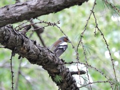 Fringilla coelebs