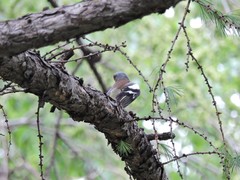 Fringilla coelebs