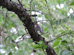 Fringilla coelebs