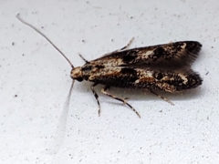 Blastodacna atra