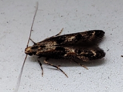 Blastodacna atra