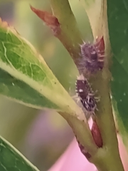 Apolinus lividigaster