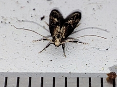Blastodacna atra