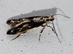 Blastodacna atra